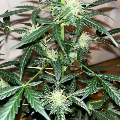 Auto-Bluedream growlog timeline photo