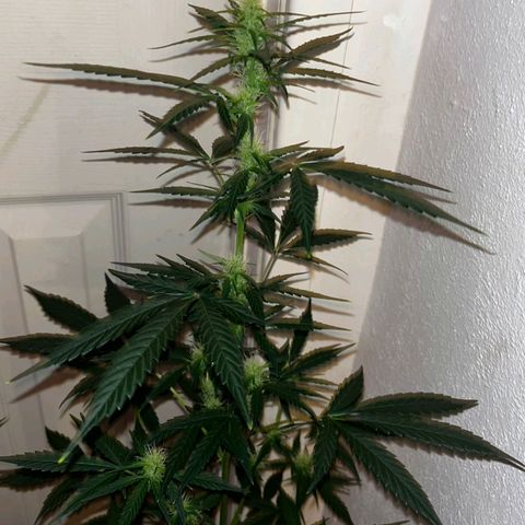 Auto-Bluedream growlog timeline photo