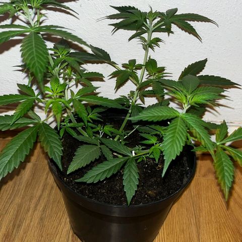 AutoBlueDream LST growlog timeline photo
