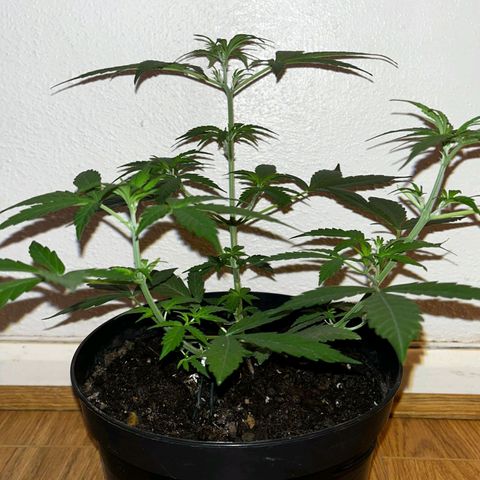 AutoBlueDream LST growlog timeline photo