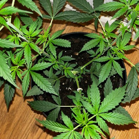 AutoBlueDream LST growlog timeline photo