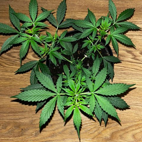 AutoBlueDream LST growlog timeline photo