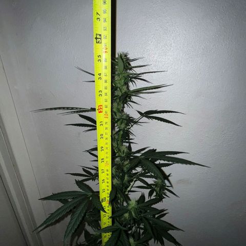 Auto-Bluedream growlog timeline photo