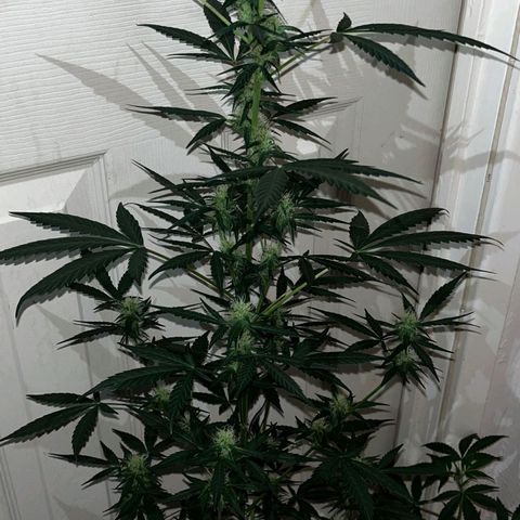 Auto-Bluedream growlog timeline photo