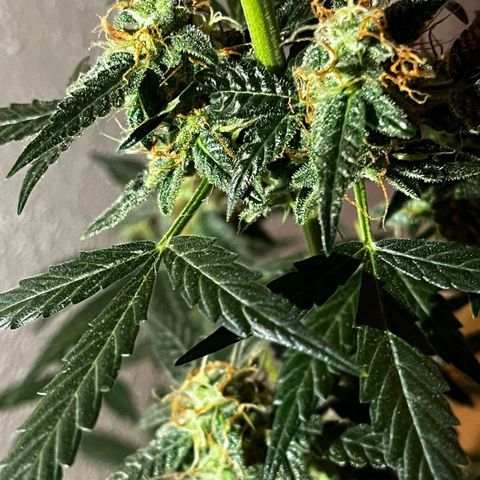 Auto-Bluedream growlog timeline photo
