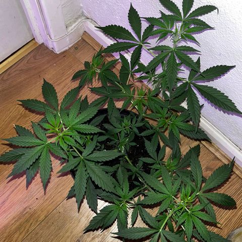 AutoBlueDream LST growlog timeline photo