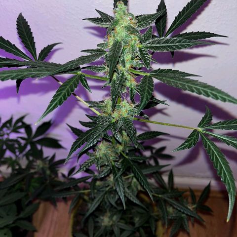 Auto-Bluedream growlog timeline photo