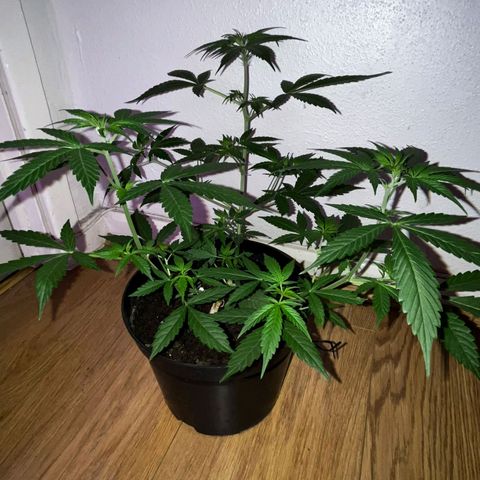 AutoBlueDream LST growlog timeline photo