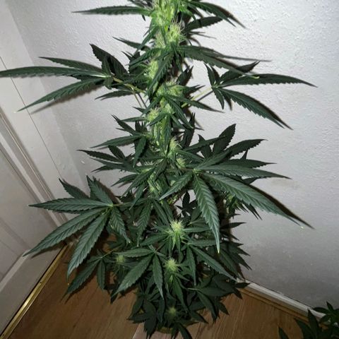 Auto-Bluedream growlog timeline photo