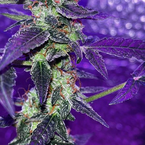 Auto-Bluedream growlog timeline photo