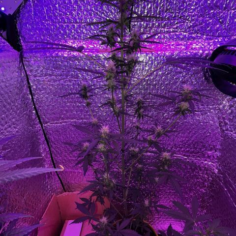 Auto-Bluedream growlog timeline photo