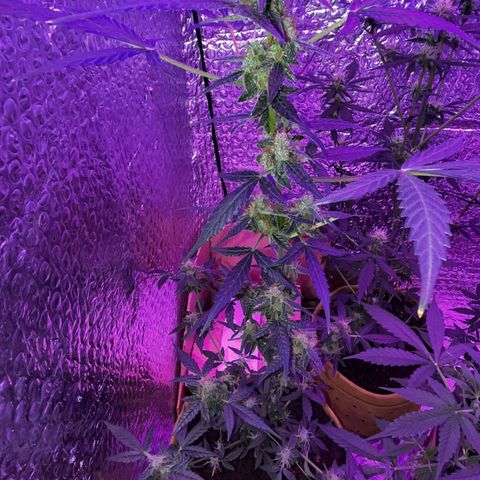 Auto-Bluedream growlog timeline photo