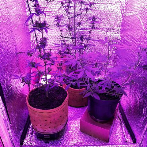 Auto-Bluedream growlog timeline photo