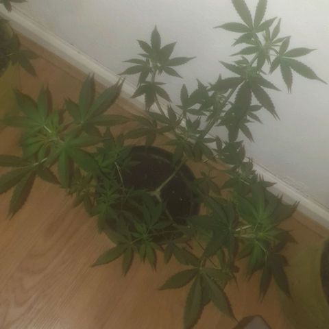 AutoBlueDream LST growlog timeline photo