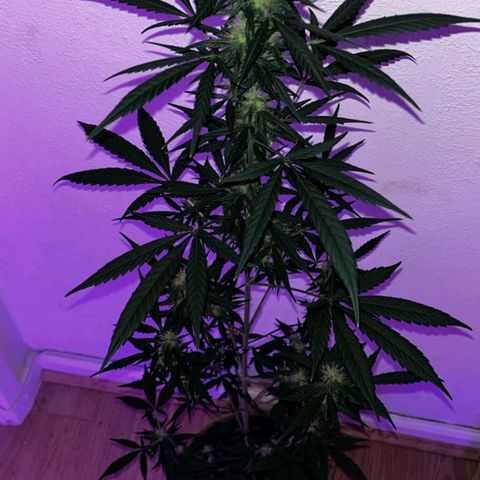 Auto-Bluedream growlog timeline photo