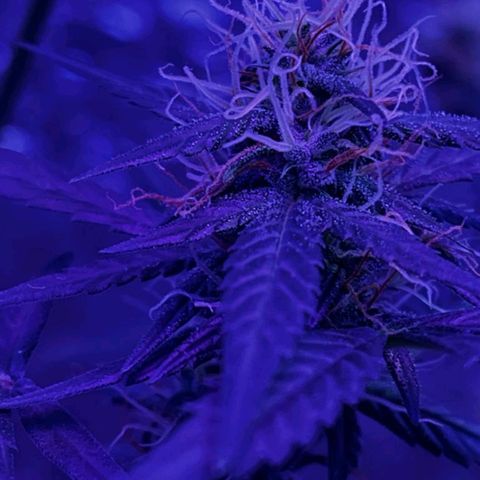 Auto-Bluedream growlog timeline photo