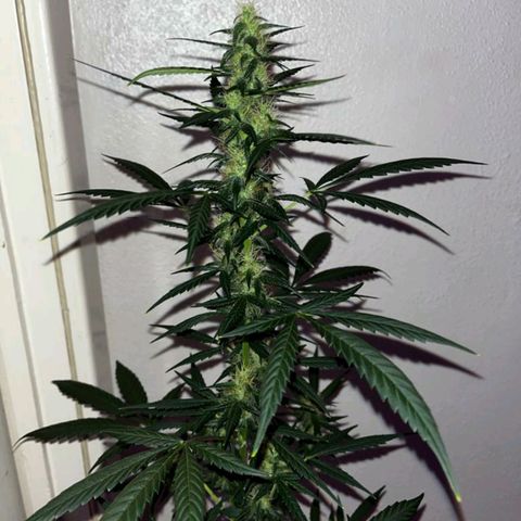 Auto-Bluedream growlog timeline photo