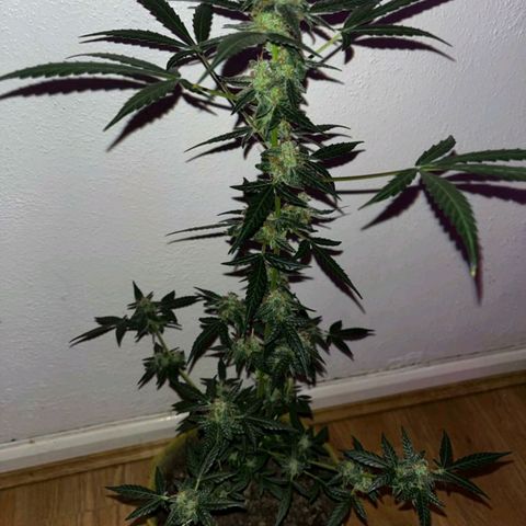 Auto-Bluedream growlog timeline photo