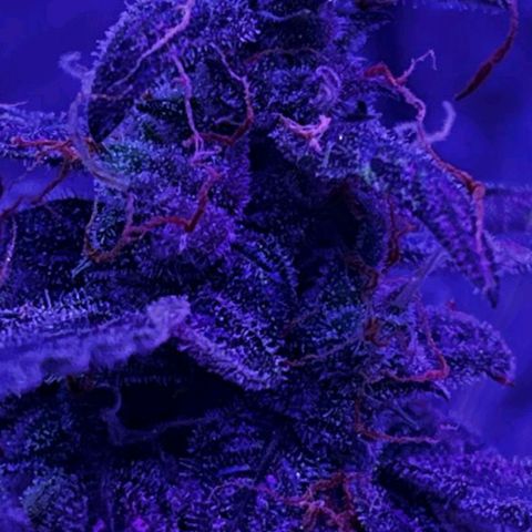 Auto-Bluedream growlog timeline photo