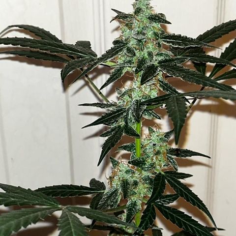Auto-Bluedream growlog timeline photo