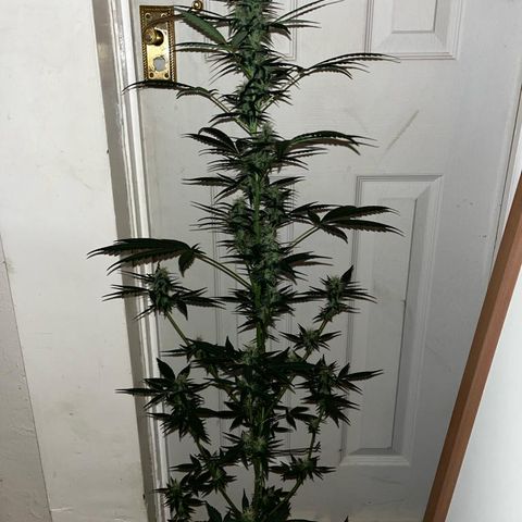 Auto-Bluedream growlog timeline photo