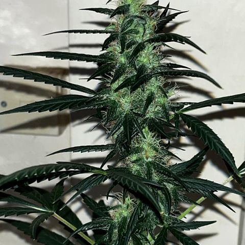 Auto-Bluedream growlog timeline photo