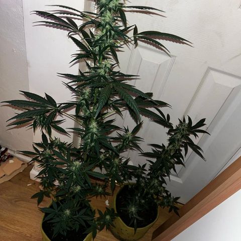 Auto-Bluedream growlog timeline photo