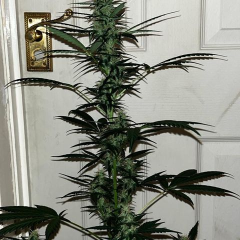 Auto-Bluedream growlog timeline photo
