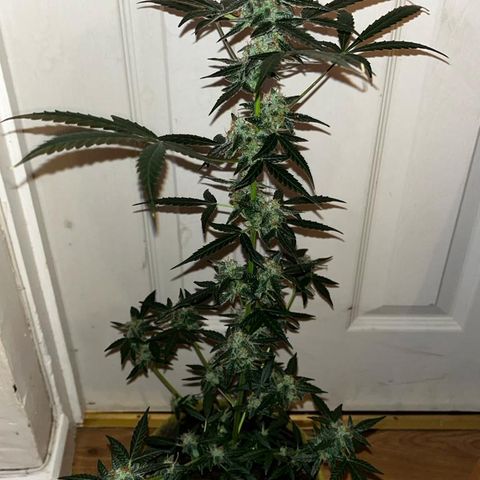 Auto-Bluedream growlog timeline photo