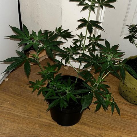 AutoBlueDream LST growlog timeline photo