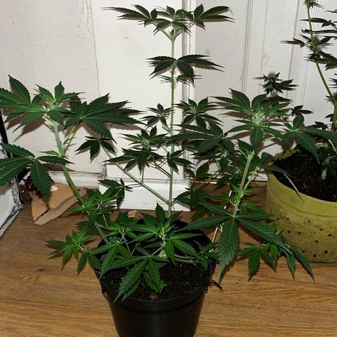 AutoBlueDream LST growlog timeline photo
