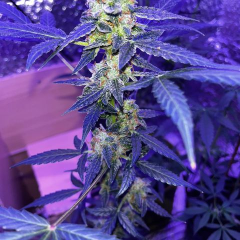 Auto-Bluedream growlog timeline photo
