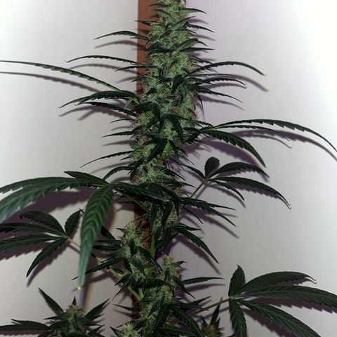 Auto-Bluedream growlog photo: #B2