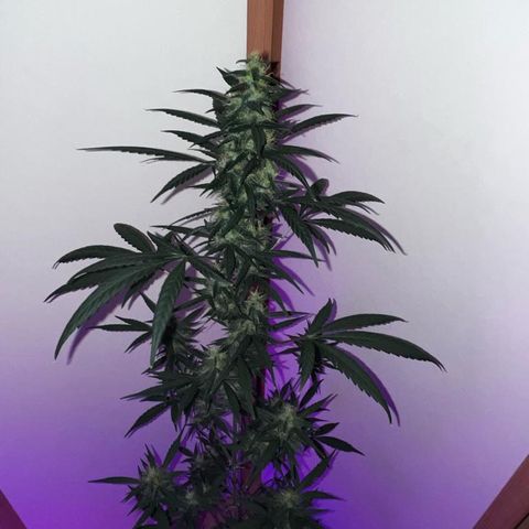 Auto-Bluedream growlog photo: #B2