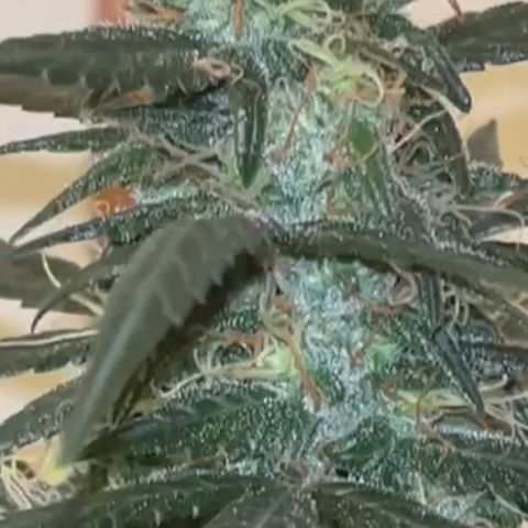 Auto-Bluedream growlog photo: #B2