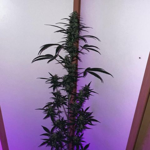 Auto-Bluedream growlog photo: #B2