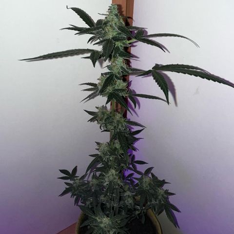 Auto-Bluedream growlog photo: #B1