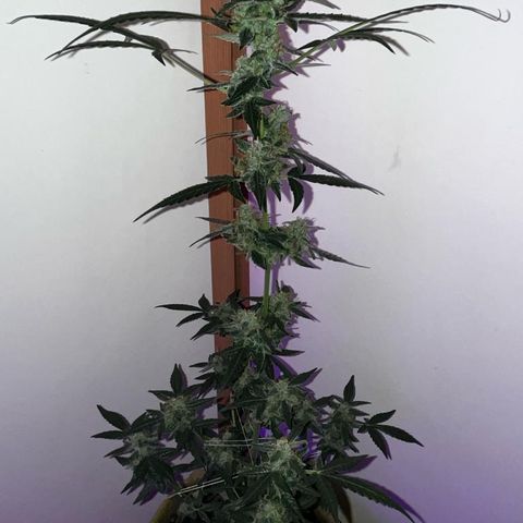 Auto-Bluedream growlog photo: #B1