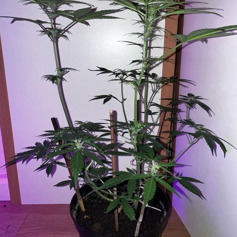 AutoBlueDream LST growlog timeline photo