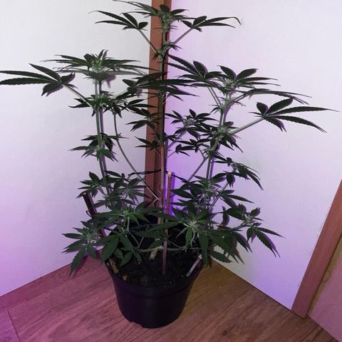 AutoBlueDream LST growlog timeline photo