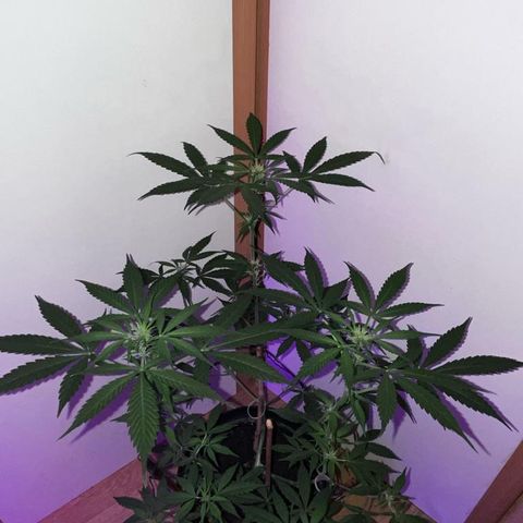 AutoBlueDream LST growlog timeline photo