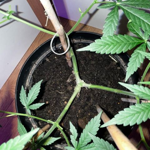 AutoBlueDream LST growlog timeline photo