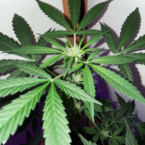 AutoBlueDream LST growlog timeline photo