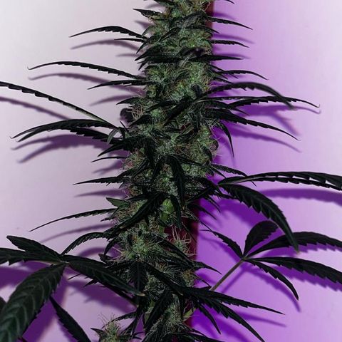 Auto-Bluedream growlog timeline photo