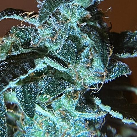 Auto-Bluedream growlog timeline photo