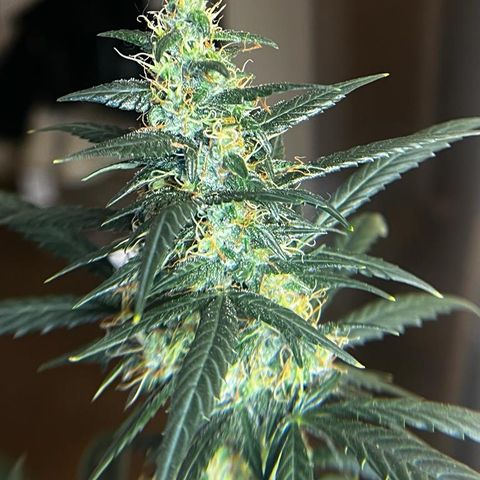 Auto-Bluedream growlog timeline photo