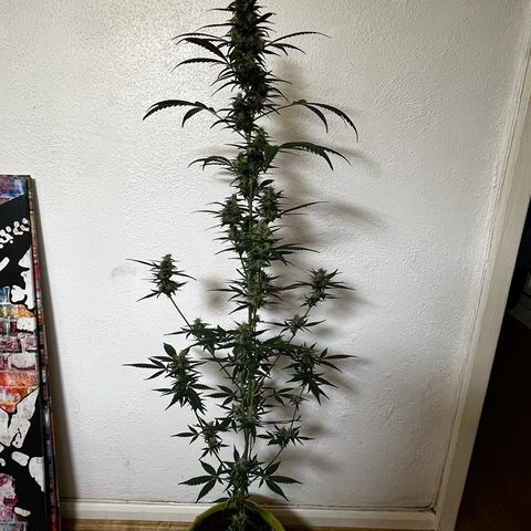 Auto-Bluedream growlog timeline photo