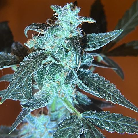 Auto-Bluedream growlog timeline photo
