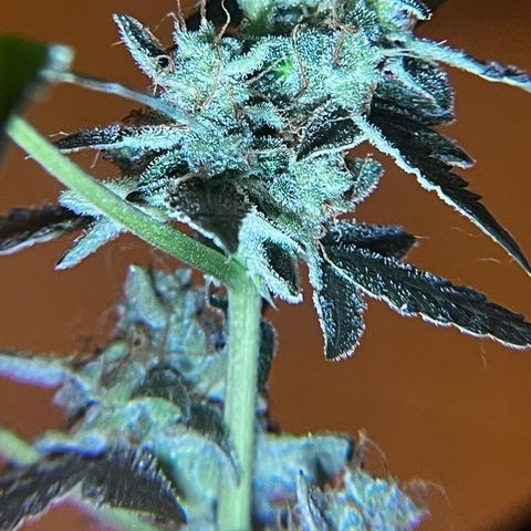 Auto-Bluedream growlog timeline photo