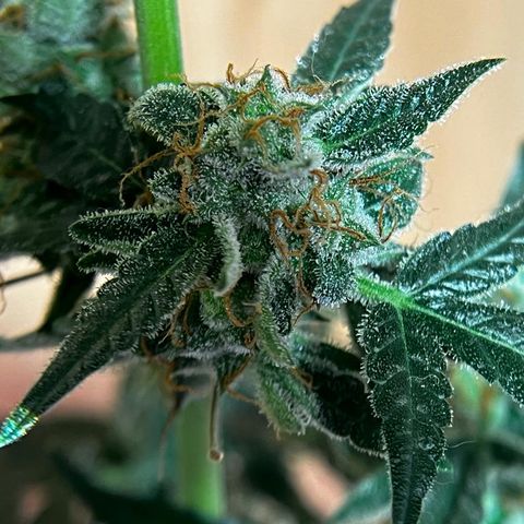 Auto-Bluedream growlog photo: #B1